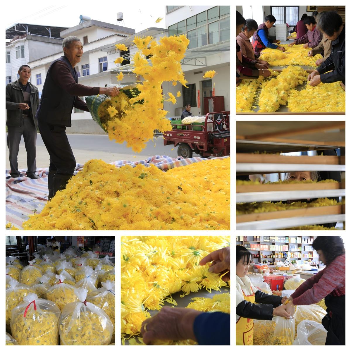 1767684357135527.jpg 陈军华《金丝黄菊喜丰收》.jpg